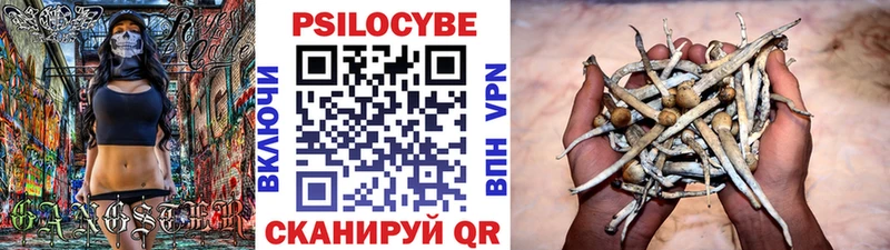 Купить  Гатчина  Галлюциногенные грибы Psilocybine cubensis 